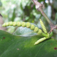 Gnetum gnemon