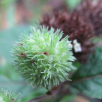 Hyptis capitata