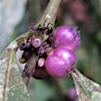 Lasianthus cyanocarpus