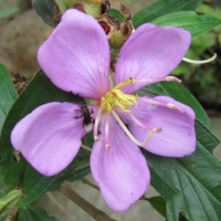 Melastoma malabathricum