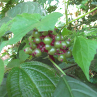 Melastomaceae
