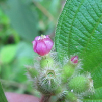 Melastomaceae