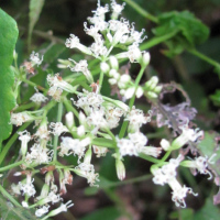 Mikania micrantha
