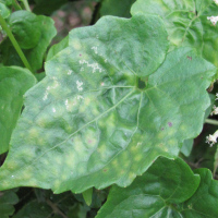 Mikania micrantha