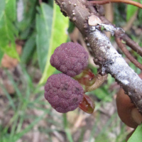 Poikilospermum