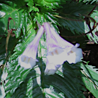 Ridleyandra