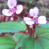 Sonerila obliqua