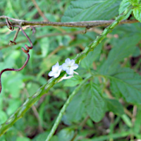 Stachytarpheta cayennensis