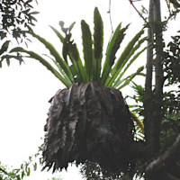 Asplenium nidus