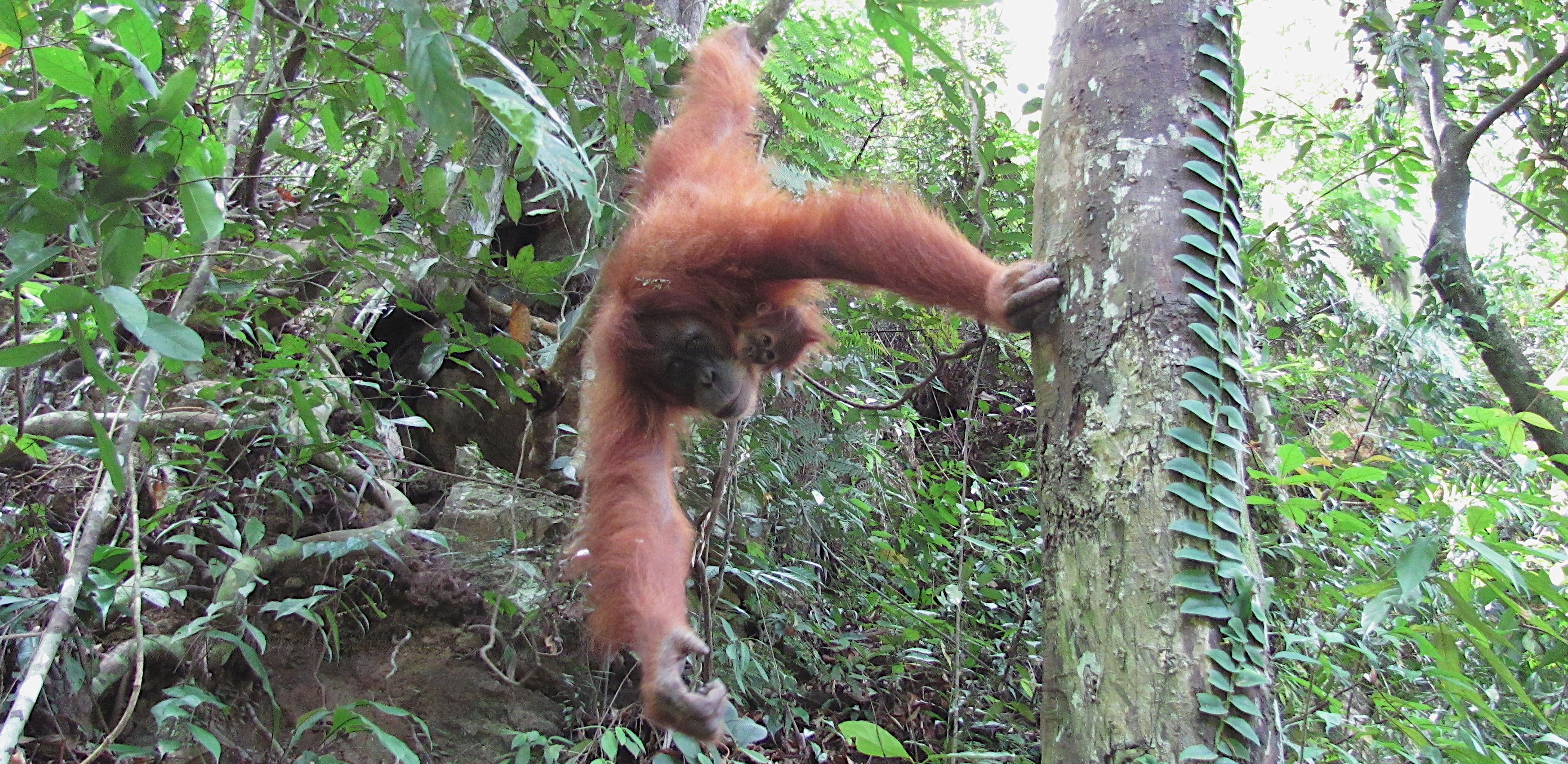 Orangutan