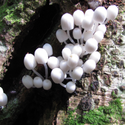 Coprinellus disseminatus