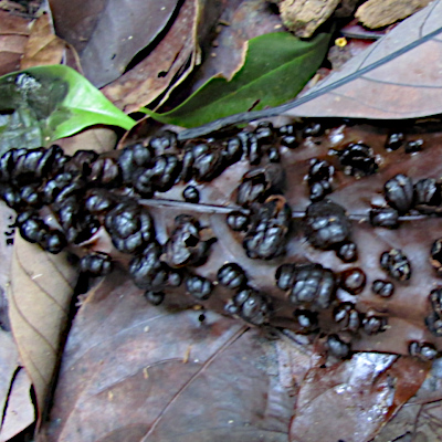 Exidia ou Daldinia