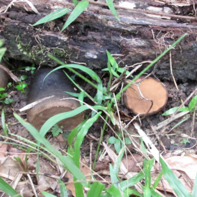 Galiella rufa 