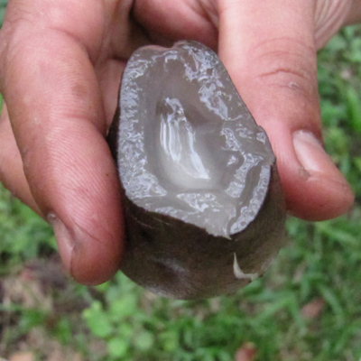 Galiella rufa 