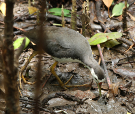 Amaurornis phoenicurus