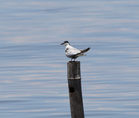 Gelochelidon nilotica