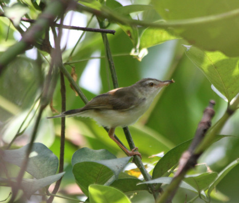 Rufescent prinia