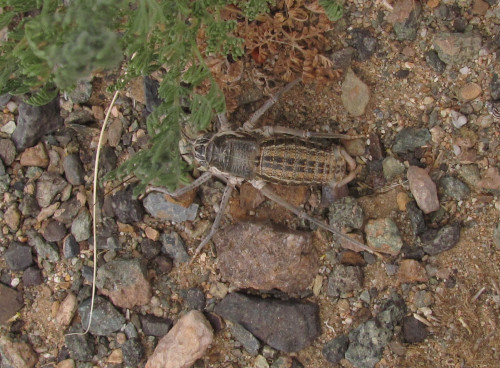 Zichya baranovi mongolica