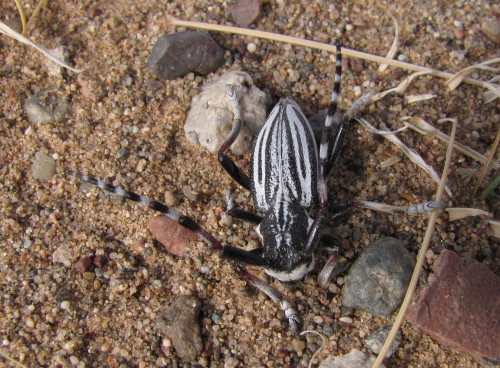 Eodorcadion intermedium