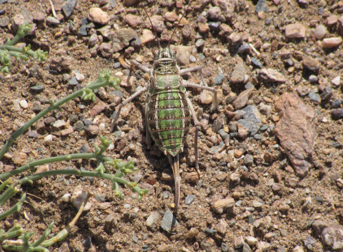 Zichya baranovi mongolica