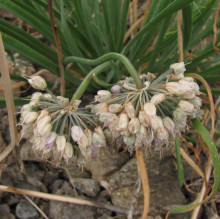 Allium sp.