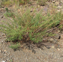 Artemisia dracunculus