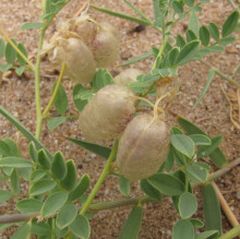 Astragalus mongholicus