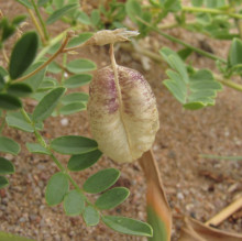 Astragalus mongholicus
