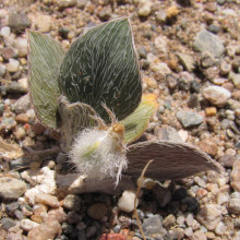 Astragalus monophyllus