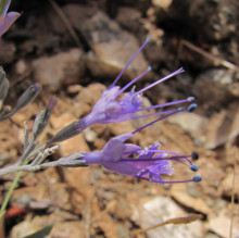 Caryopteris mongholica