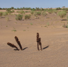 Cistanche deserticola