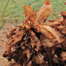 Cistanche deserticola