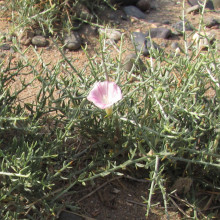 Convolvulus ammannii
