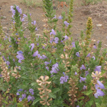 Dracocephalum foetidum