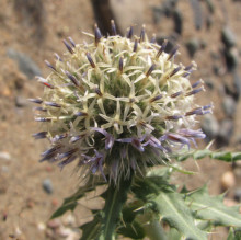 Echinops gmelinii