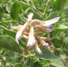 Glycyrrhiza uralensis