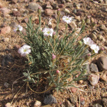 Gypsophila desertum
