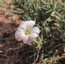Gypsophila desertum