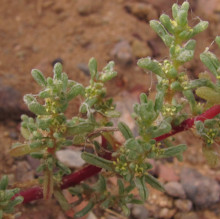 Halogeton glomeratus