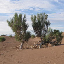 Haloxylon ammodendron