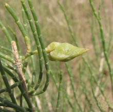 Haloxylon ammodendron