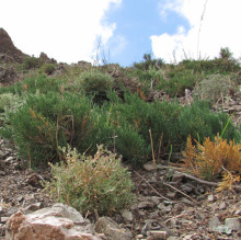 Juniperus sabina