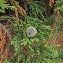 Juniperus sabina