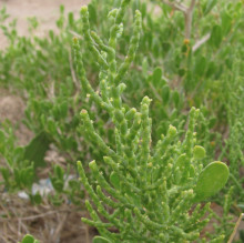 Kalidium foliatum