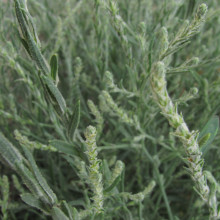 Krascheninnikovia ceratoides