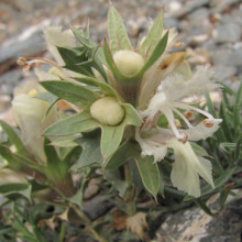Lagochilus ilicifolius