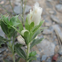 Lagochilus ilicifolius