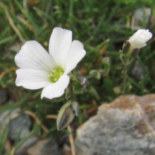 Linum salsoloides