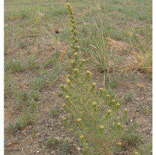 Neopallasia pectinata