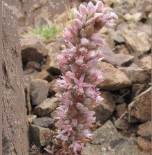 Orostachys thyrsiflora